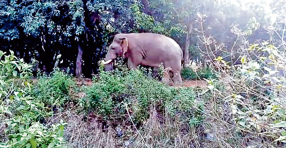 हाथी के हमले में महिला की मौत, ग्रामीणों ने किया प्रदर्शन