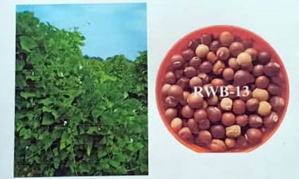 बीएयू में विकसित पंखिया सेम की नयी किस्म को आइसीएआर ने किया चिह्नित