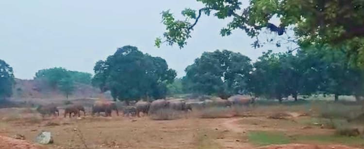 हाथियों ने चिरूवां में आम बगान के 30 पेड़ों को किया बर्बाद