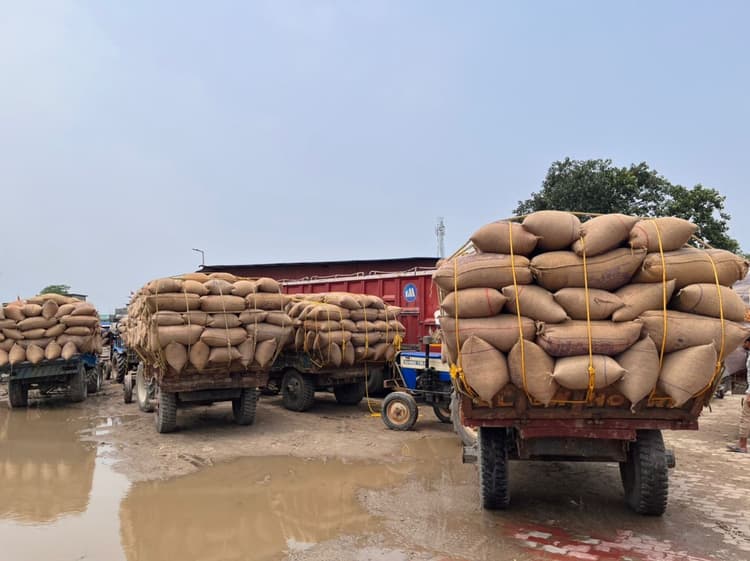 पॉल्ट्री, इथेनॉल व स्टार्च क्षेत्र में मक्के की बढ़ती मांग से कीमत में हुआ दोगुना इजाफा, किसानों के खिले चेहरे