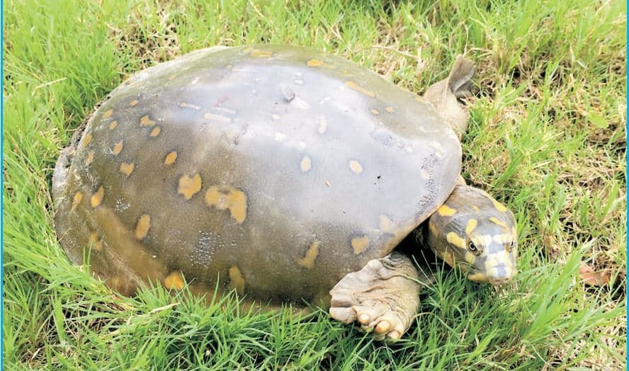 झारखंड में कछुए की 12 प्रजातियां, सबसे ज्यादा फ्लैपशेल टर्टल