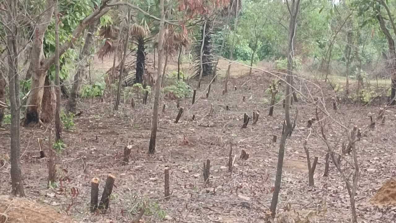 अंधाधुंध पेड़ों की कटाई के बावजूद वन विभाग दिख रहा मौन
