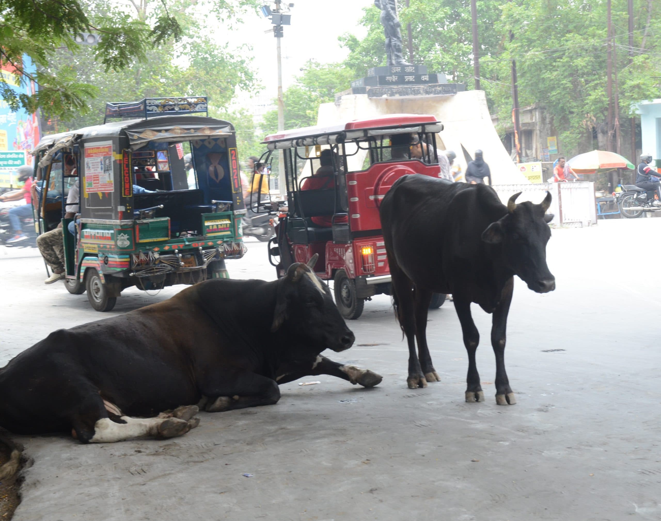 बाहुबली सांड के आतंक मिली मुक्ति, गोशाला बना नया ठिकाना