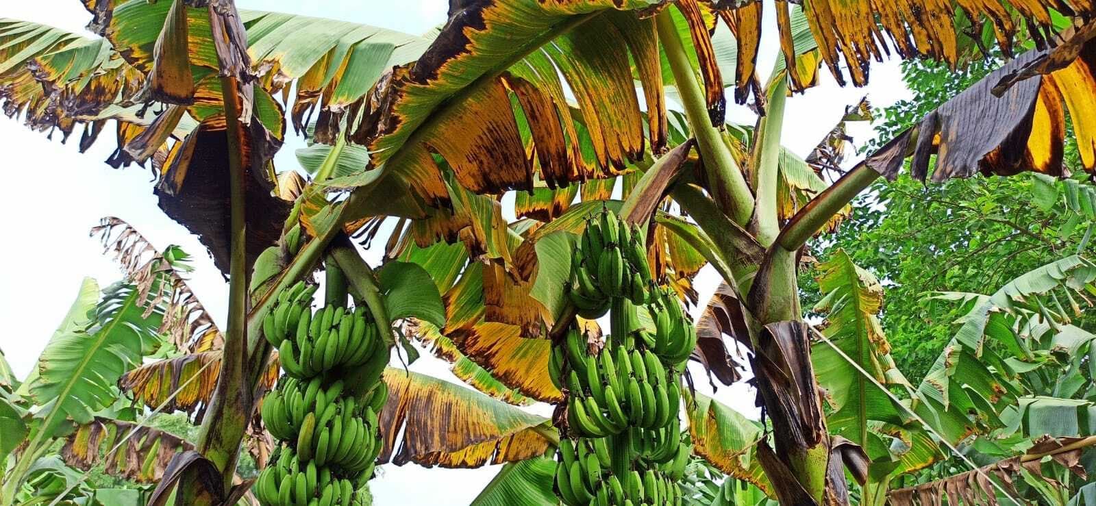 केले की खेती के लिए जाना जाता था कोढ़ा, पनामा विल्ट रोग से लगा ग्रहण