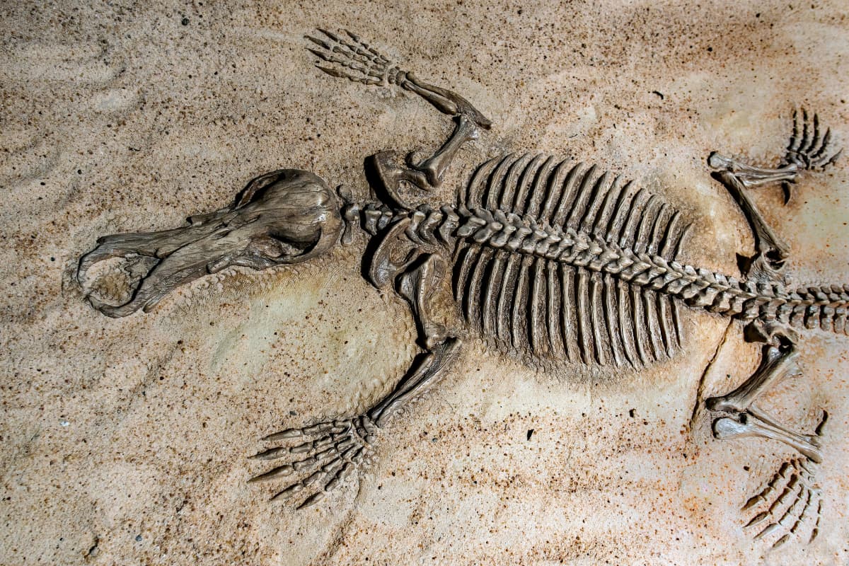 Fossil: рдЖрдЬ рдмрди рд░рд╣реЗ рдлреЙрд╕рд┐рд▓ рдмрддрд╛рдПрдВрдЧреЗ- рдорд╛рдирд╡ рдЬрд╛рддрд┐ рдиреЗ рдкреГрдереНрд╡реА рдкрд░ рдЬреАрд╡рди рдХреЛ рдХреИрд╕реЗ рдХрд┐рдпрд╛ рдмрд╛рдзрд┐рдд?