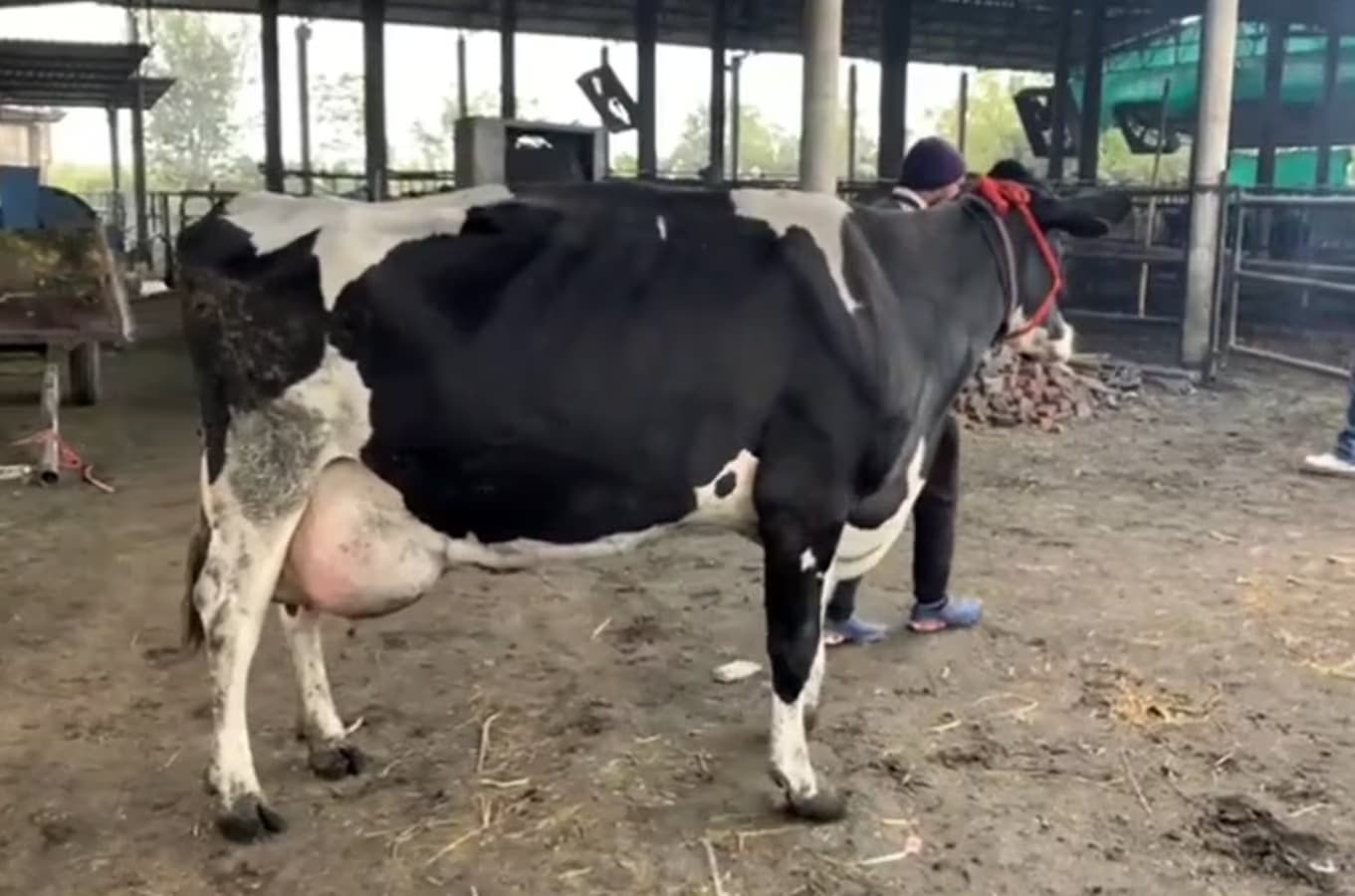 भीषण गर्मी के कारण गाय-भैंस और बकरी के दूध उत्पादन में 5 % तक की गिरावट… भीषण गर्मी के कारण गाय-भैंस और बकरी के दूध उत्पादन में 5 % तक की गिरावट…