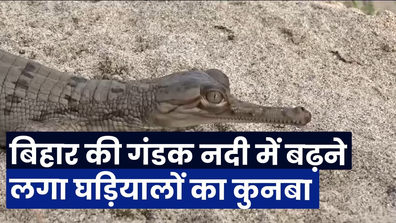 बिहार: गंडक नदी में एक साथ छोड़े गये 160 घड़ियालों के बच्चे, बढ़ने लगा कुनबा...