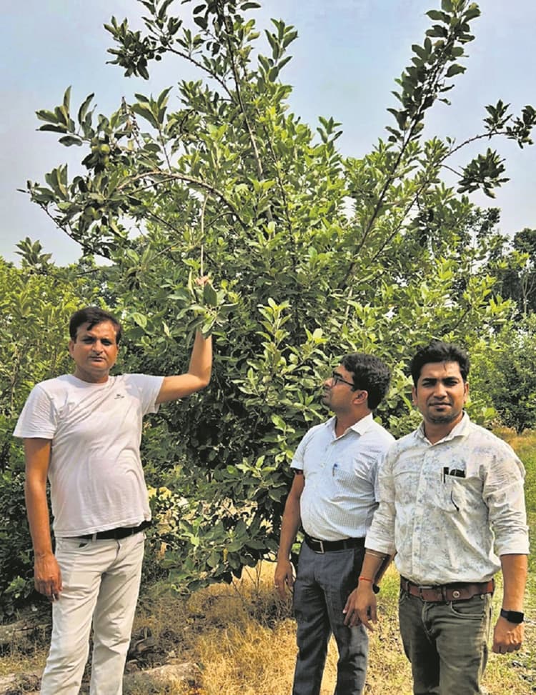 Katihar News : विपरीत जलवायु में जिले के तीन किसान सेब की खेती कर बने प्रेरणा