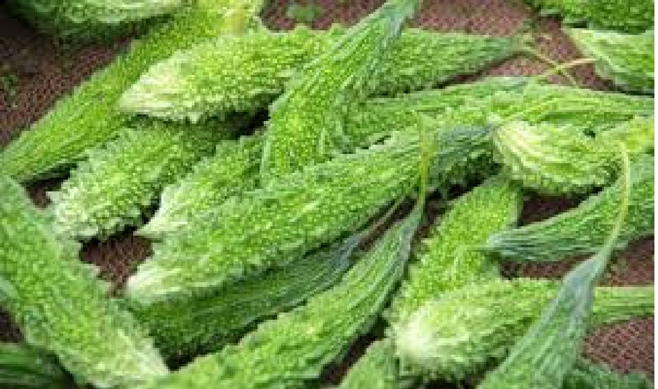 दुबई के लोग खा रहे हैं मुजफ्फरपुर का करेला, 110 से 120 रुपए किलो बिक रहा