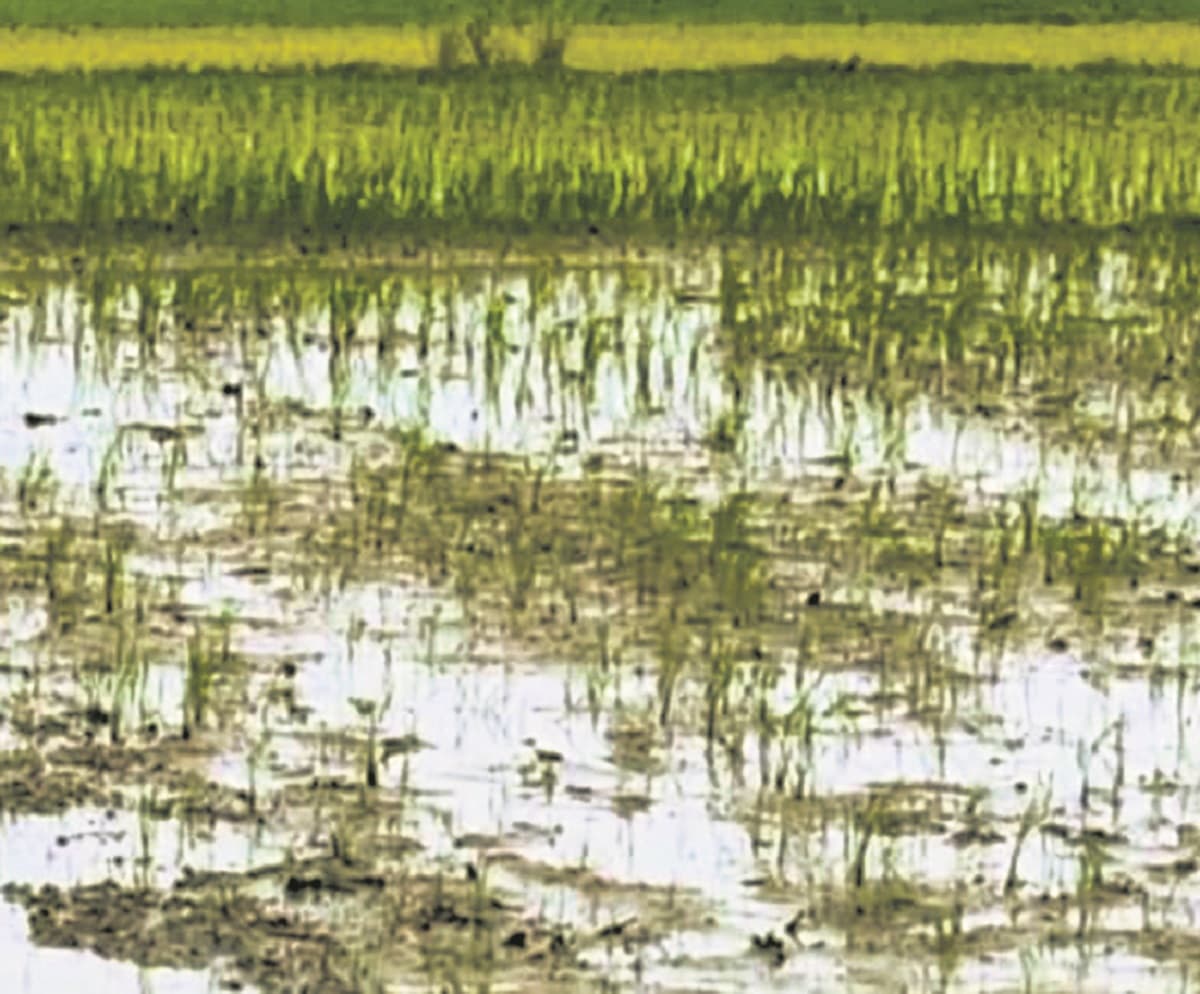 Purnia News : धान के लिए सुखद नहीं है मानसून का मूड, सूख रहे किसानों के होंठ