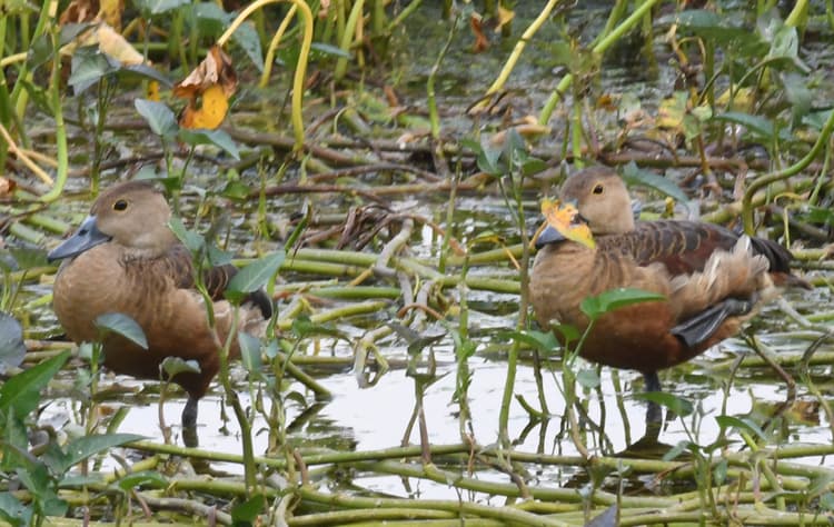 World Environment Day: पर्यावरण बचे तो जीवन बचेगा