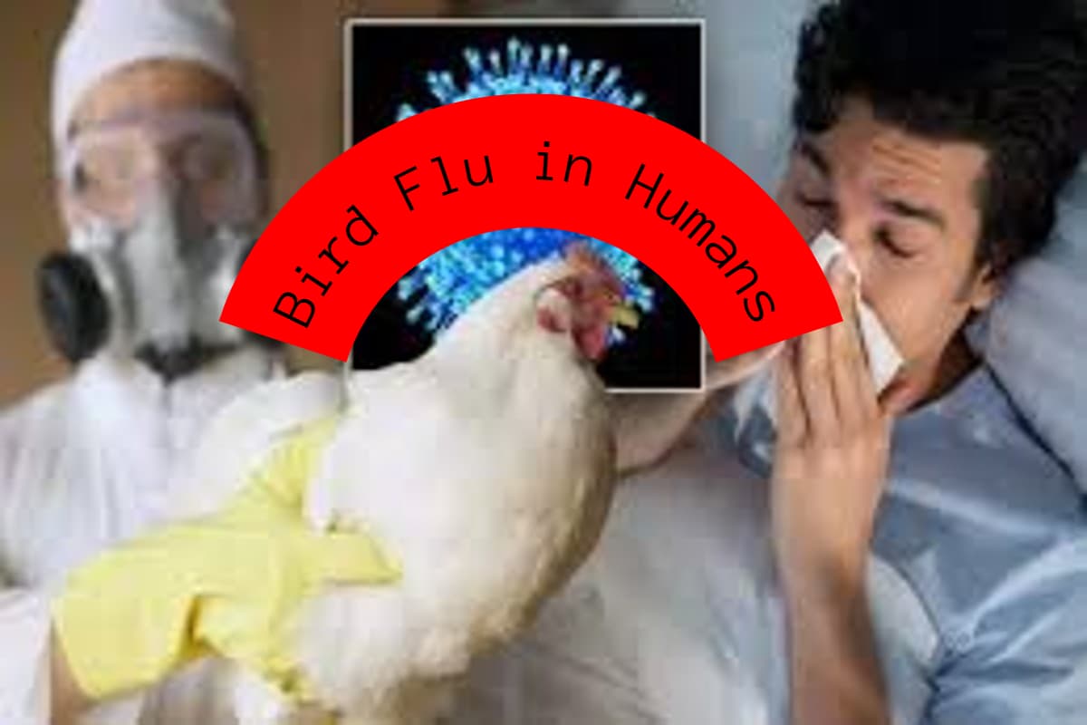 Bird Flu in Humans: भारत के लिए खतरा है बर्ड फ्लू? 4 साल का बच्चा हुआ शिकार, WHO ने की पुष्टि, जानिए इस बीमारी के लक्षण और बचाव