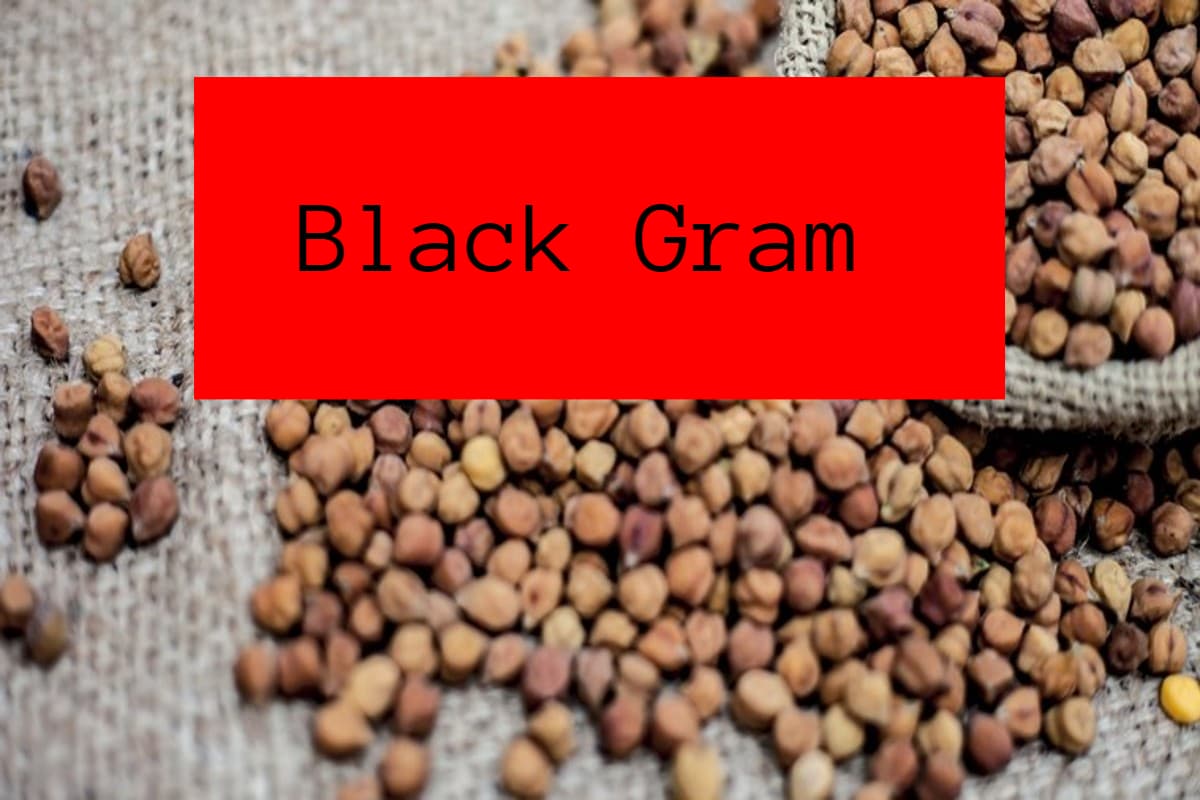Black Gram: काला चना खाने के 4 सबसे बड़े और अद्भुत फायदे