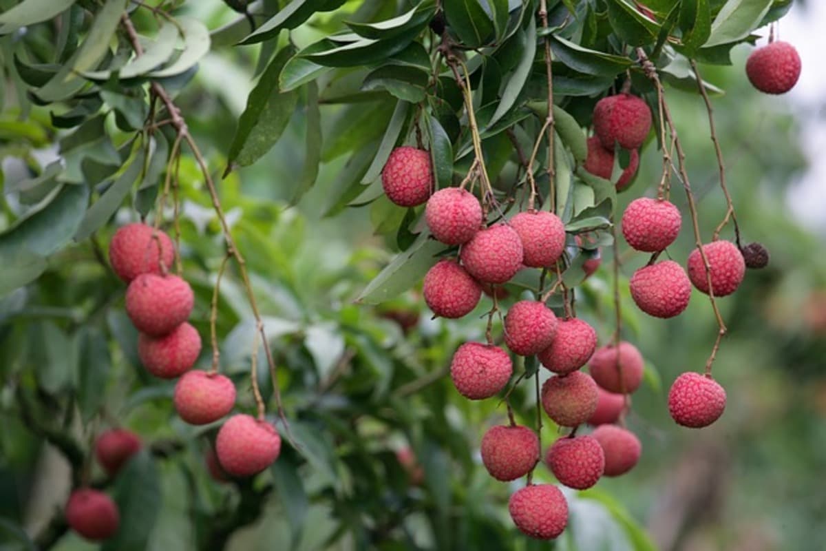 Shahi Litchi