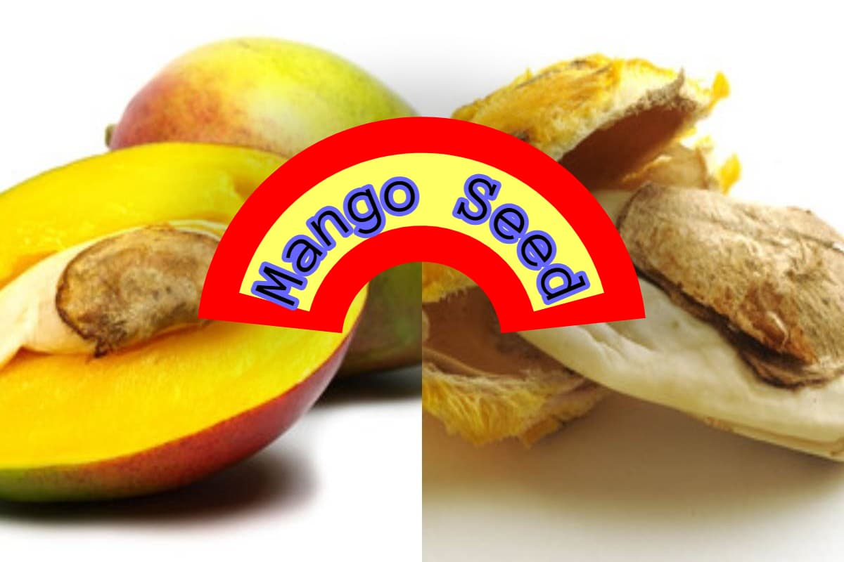 Mango Seed: आम की गुठली में छिपा है सेहत का राज