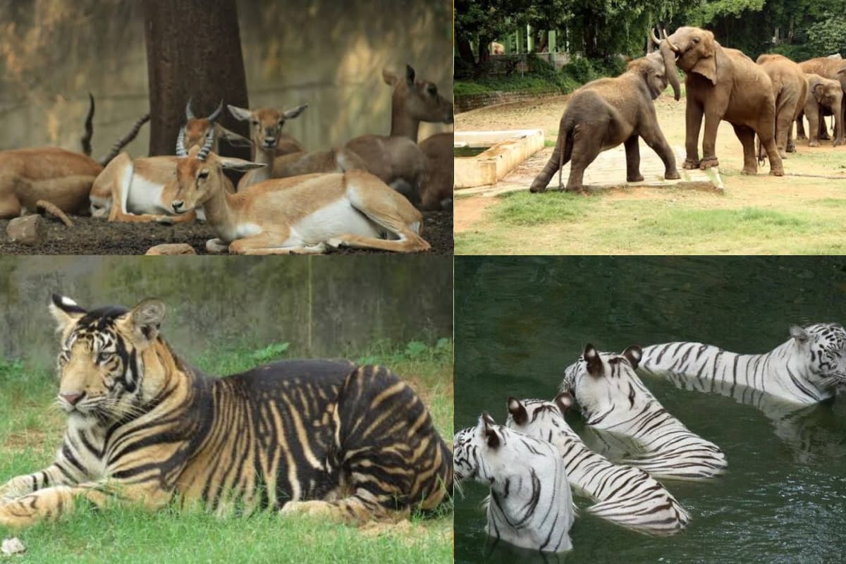 Zoo in Bihar: बिहार में बनेगा देश का सबसे बड़ा चिड़ियाघर, 1500 करोड़ की लागत से 289 एकड़ में होगा निर्माण