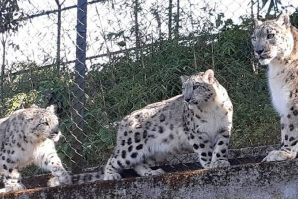 Snow leopard, Padmaja Naidu Himalayan Zoo