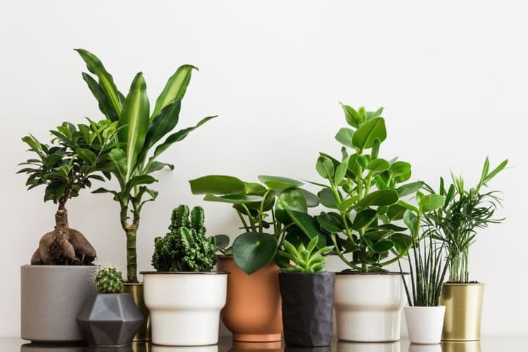 Vastu Tips: वास्तु के अनुसार जल्द अपने घर में लगा लें ये पौधे, कभी नहीं होगी धन की कमी