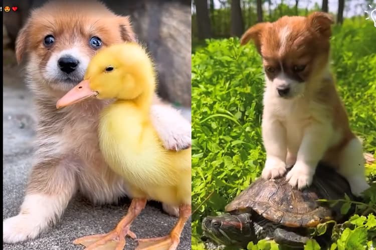Viral Video: ये Cute Puppy झटपट कर लेता है सबसे दोस्ती