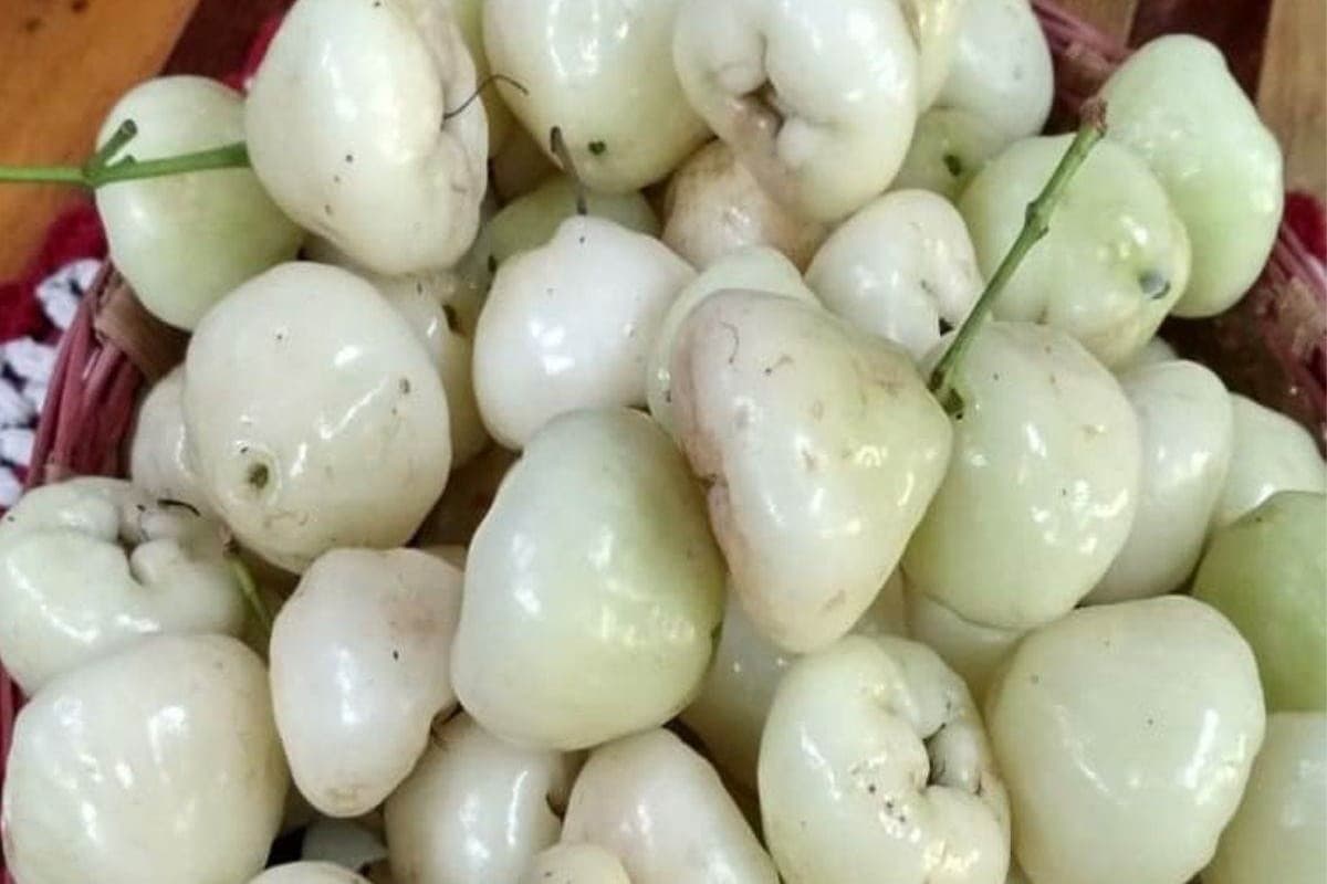 White Jamun: सफेद जामुन खाने के 5 सबसे धांसू लाभ