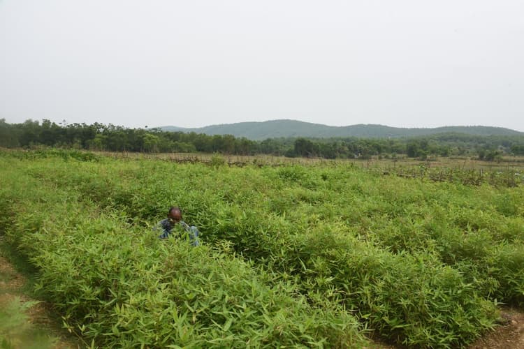 जमशेदपुर: पर्यावरण की रक्षा के साथ-साथ हाथियों को गांवों में प्रवेश करने से रोकेगा बांस का बखार, दलमा की तराई में की गयी है खेती