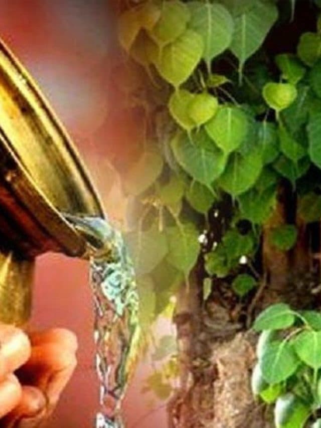 क्या आप जानते है पीपल पेड़ की पूजा क्यों की जाती है?