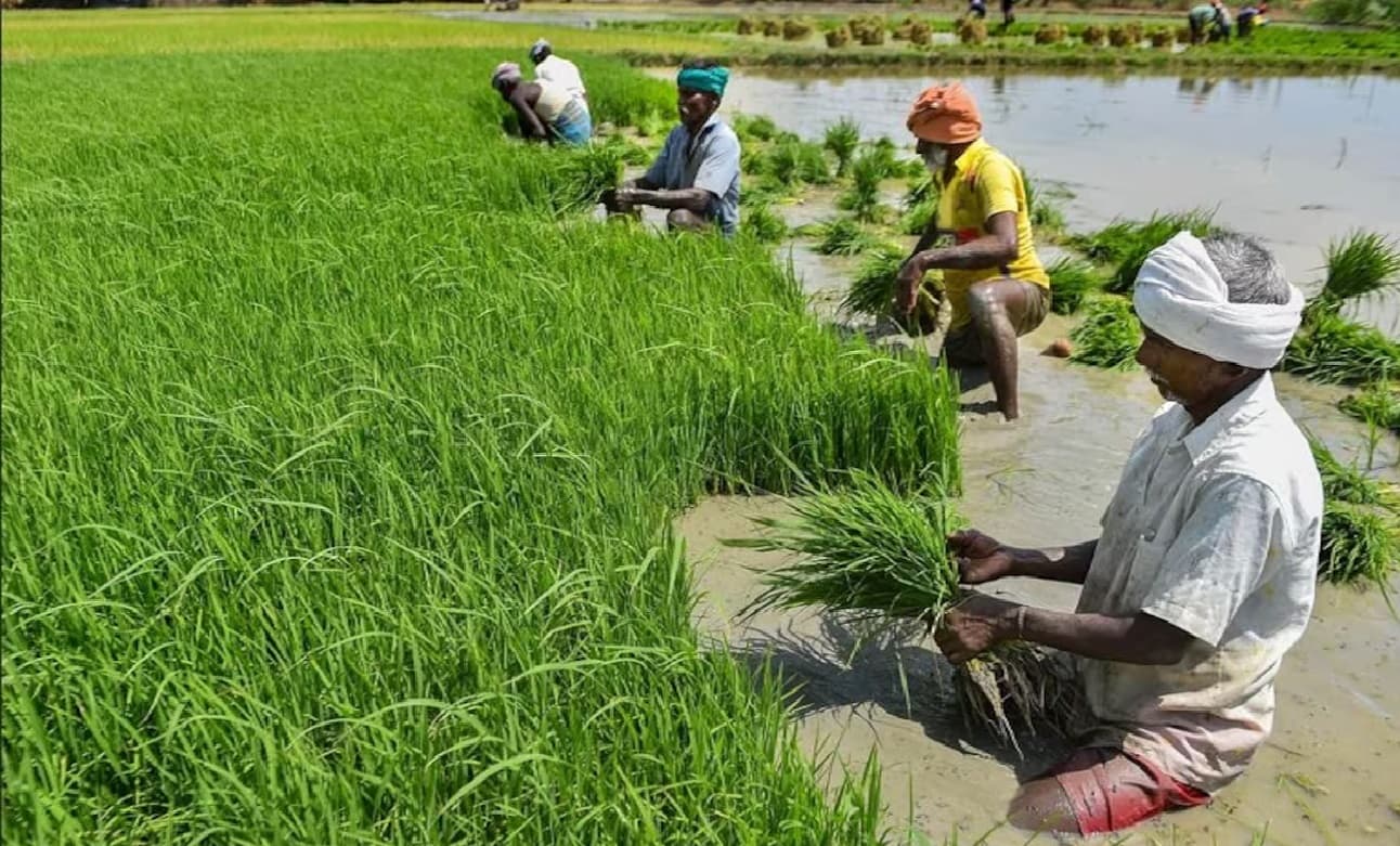 पारंपरिक खेती की ओर लौटेगा बिहार, नीतीश सरकार के प्लान में लागत कम, मुनाफा ज्यादा
