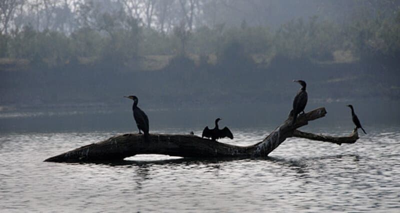Eco Tourism: चित्रकूट का रानीपुर टाइगर रिजर्व बनेगा ‘ईको टूरिज्म’ का हब