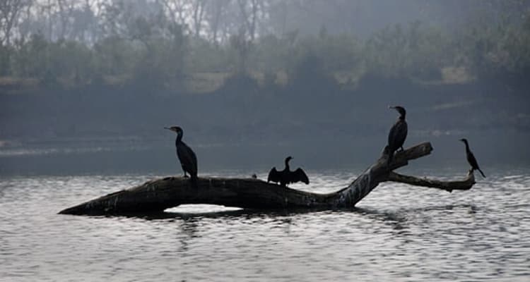 Eco Tourism: चित्रकूट का रानीपुर टाइगर रिजर्व बनेगा 'ईको टूरिज्म' का हब