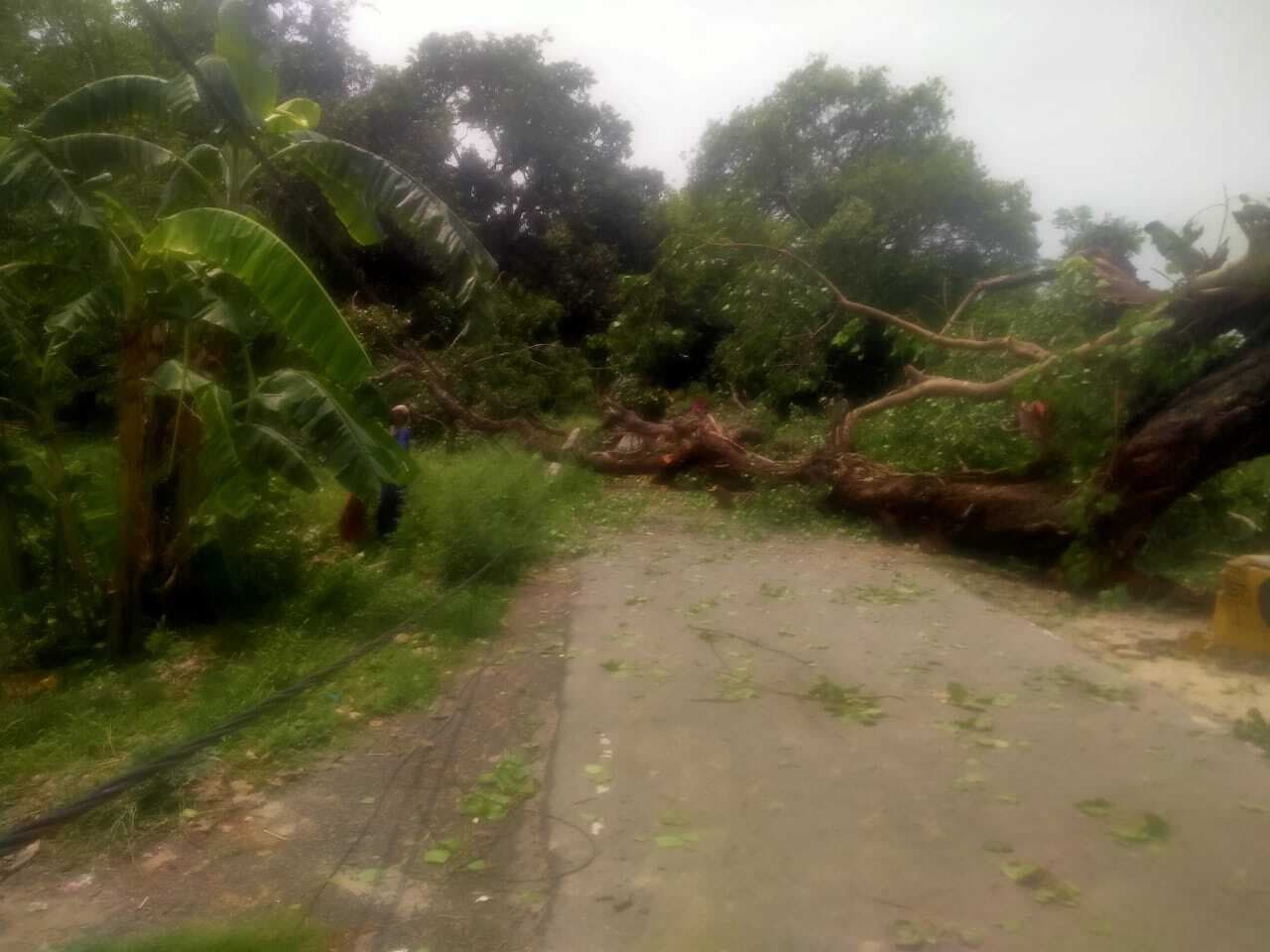सड़क पर पेड़ गिरने से यातायात बाधित