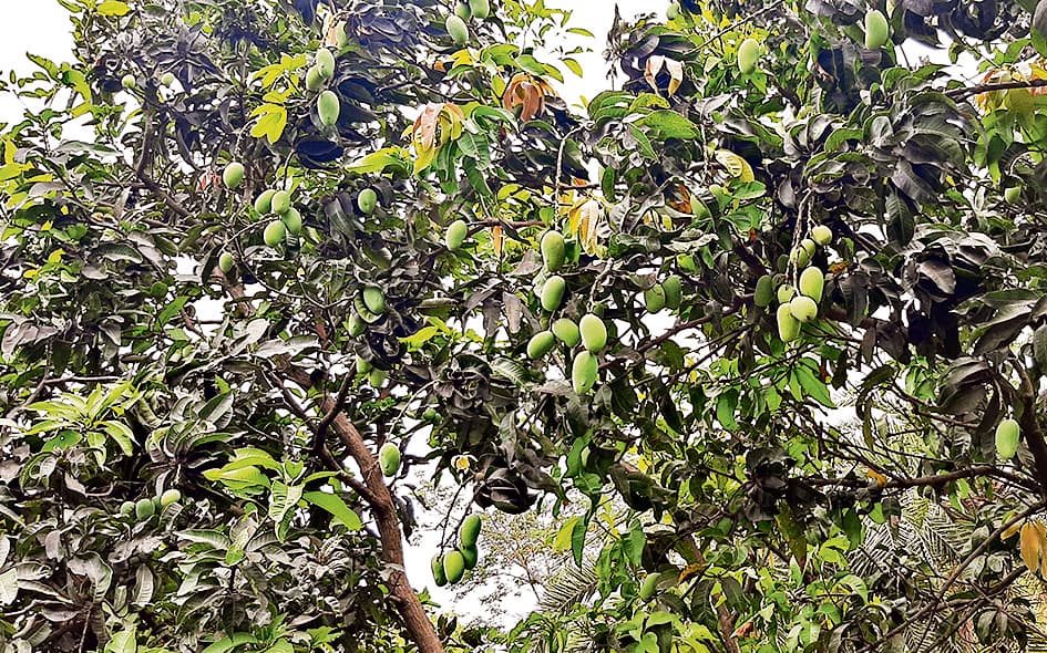 बारिश से लोगाें को मिली गर्मी से राहत, आम एवं सब्जी उत्पादक किसानों के खिले चेहरे