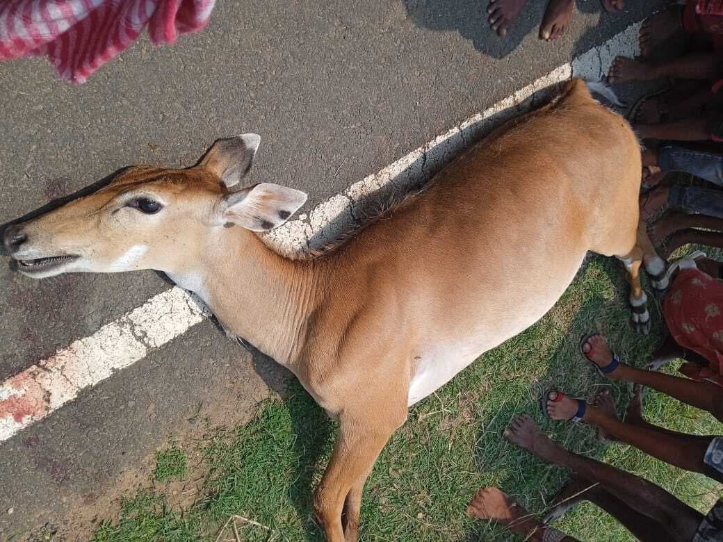 हादसा :: अज्ञात वाहन के धक्के से नीलगाय की मौत