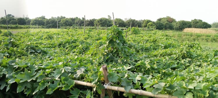 कोसी समेत बिहार के बाजारों में पहुंचती है अंदौली की सब्जियां