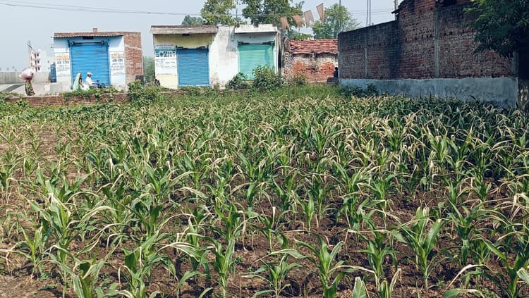 खेतों में नमी खत्म, तापमान बढ़ने से सूखने लगी हैं फसलें