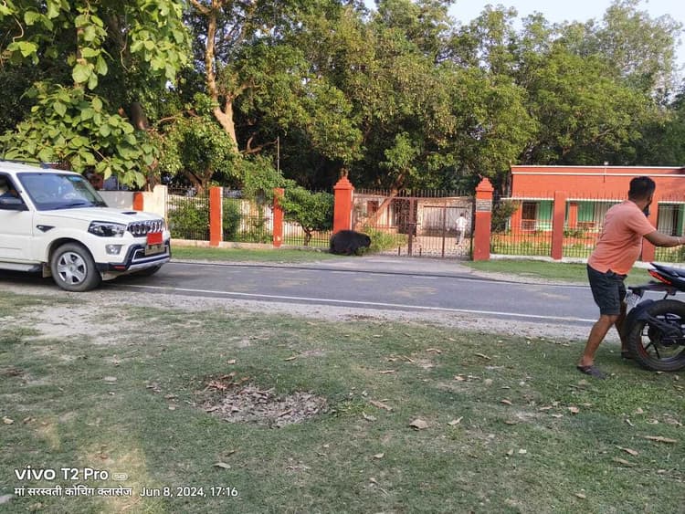 दिन के समय भालू की चहलकदमी