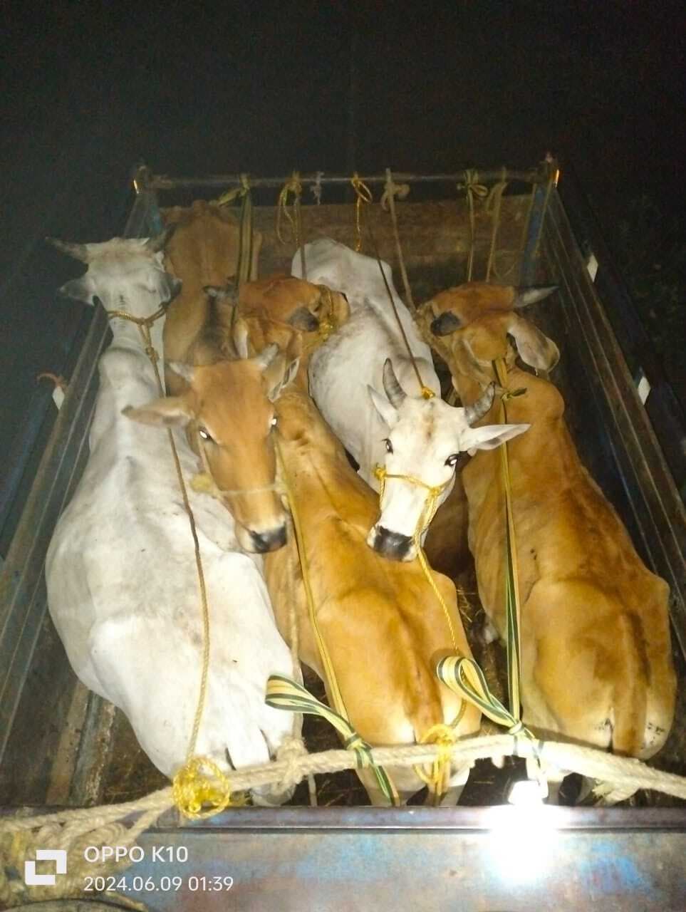 तीन पिकअप वाहन से 17 मवेशी बरामद, सात पशु तस्कर गिरफ्तार