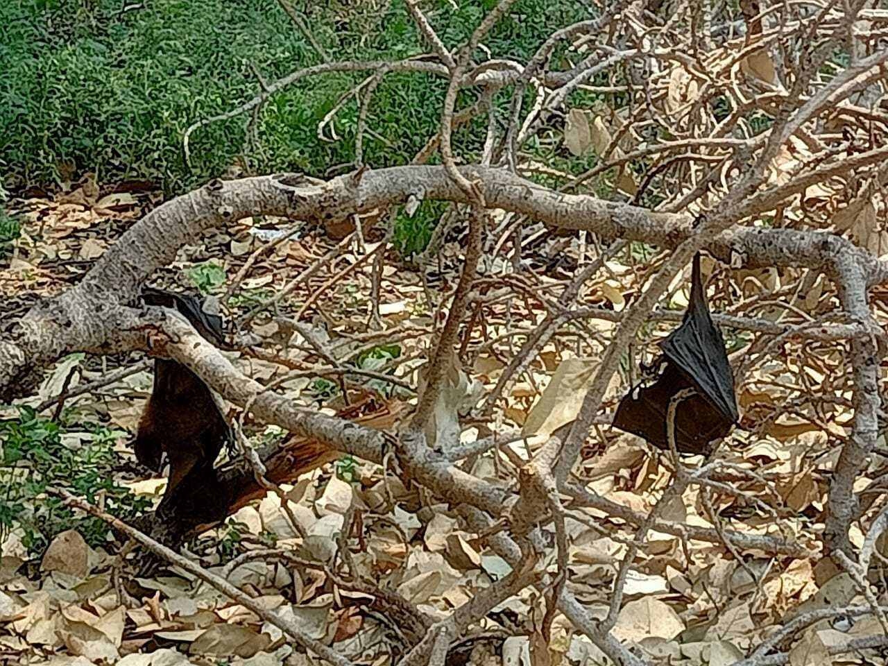 चिलचिल्लाती धूप व गर्मी से चमगादड़ों व प्रवासी साइबेरियन बर्ड की हो रही मौत