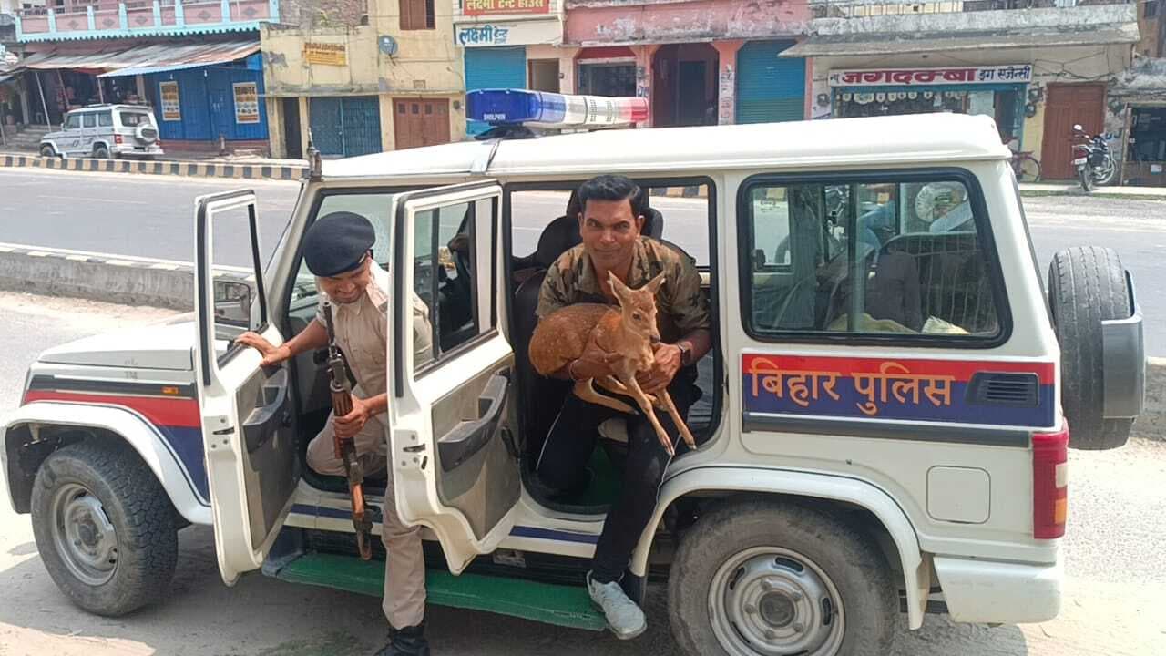 रिहायशी क्षेत्र में पहुंचा हिरण के बच्चा का ग्रामीणों ने किया रेस्क्यू