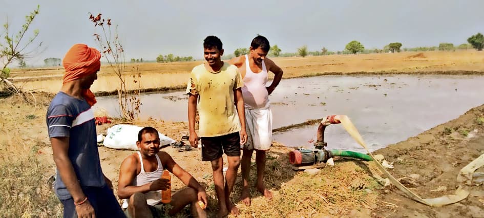 धान के बिचड़े पर सूर्य की तपिश की मार