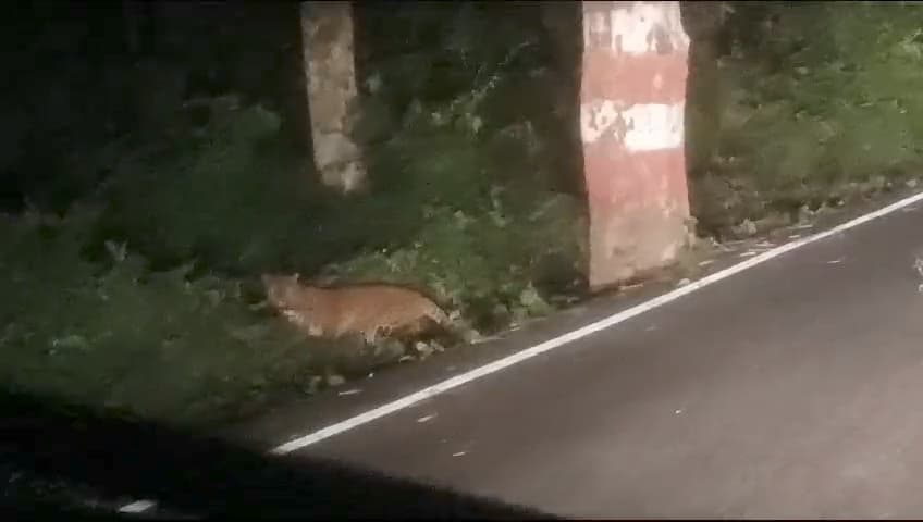 वाल्मीकि नगर मदनपुर स्टेट हाइवे के किनारे आराम फरमाते दिखा तेंदुआ