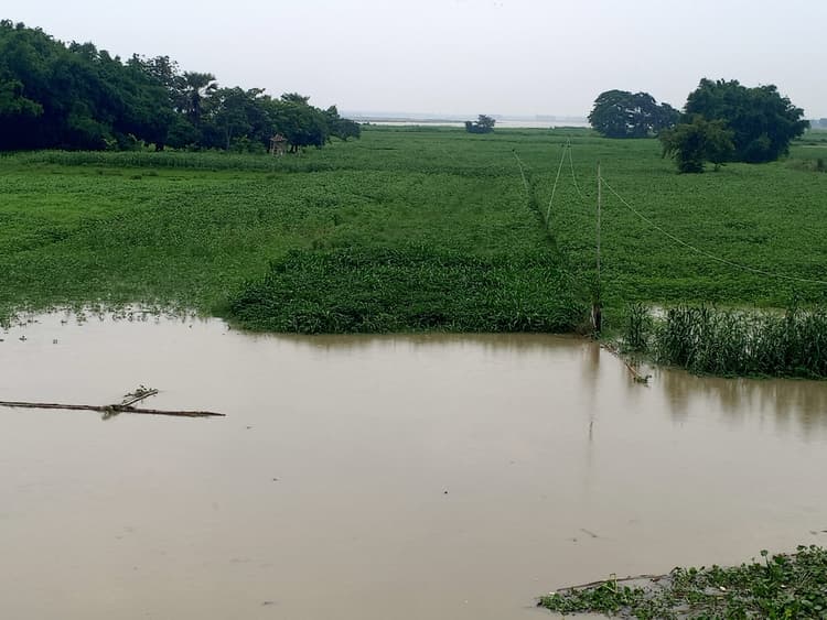 महानंदा नदी के जलस्तर में वृद्धि से डूबी फसलें