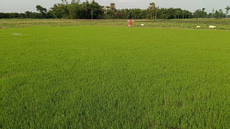 बारिश से किसानों के चेहरे खिले, धान व मखाना को फायदा