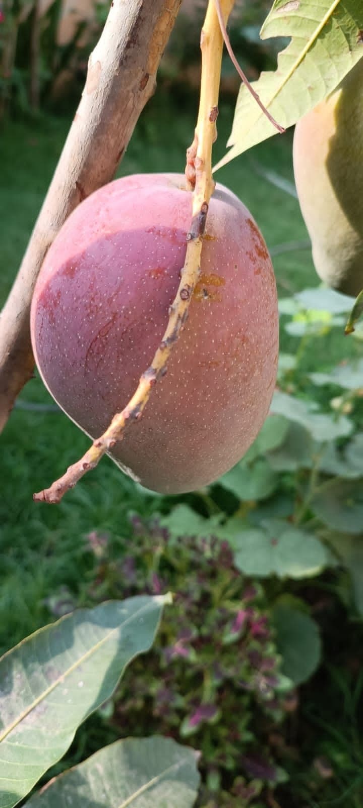 रांची में फल-फूल रहा दुनिया का सबसे महंगा मियाजाकी आम