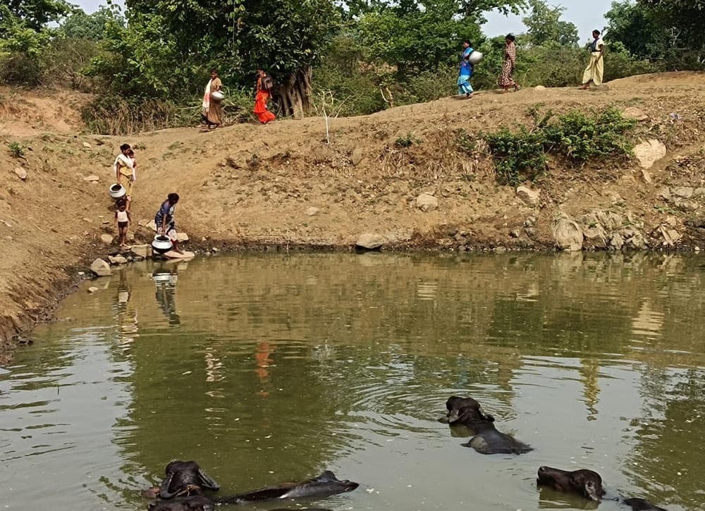 एक ही तालाब का पानी पीते हैं ग्रामीण व मवेशी