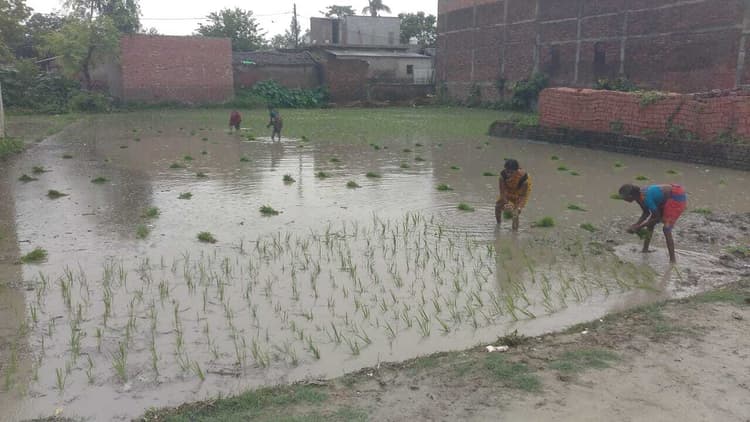 इस बारिश के बाद धान की रोपनी शुरू