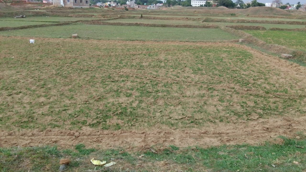 बारिश नहीं होने से नाला के किसान हैं चिंतित