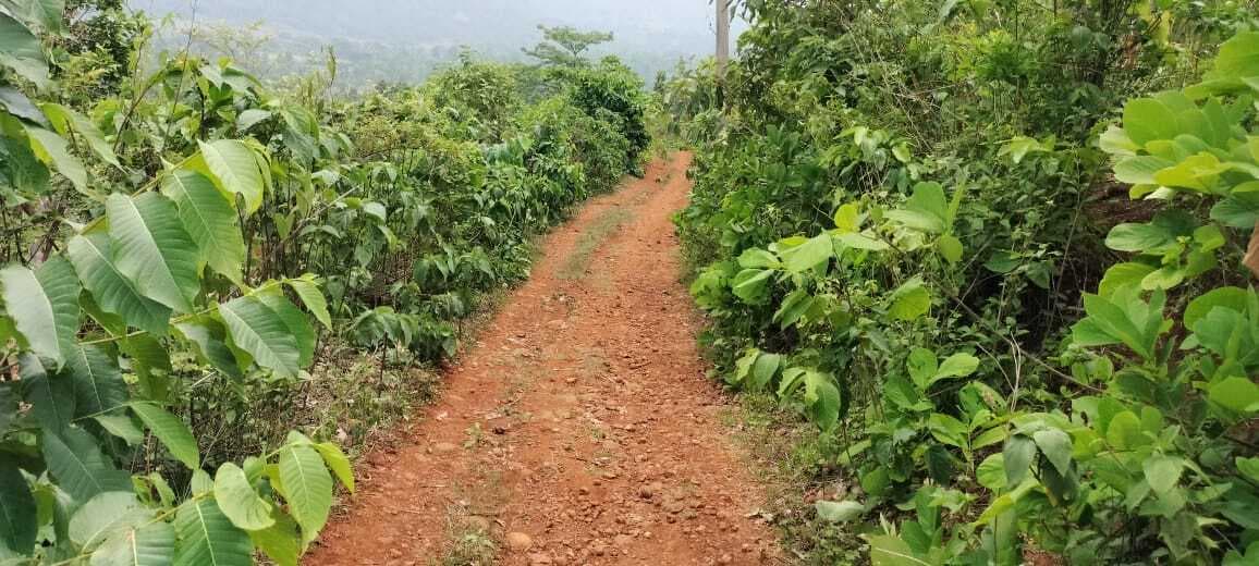 झारखंड अलग हुए दो दशक हो गए पर मासधारी गांव तक जाने के लिए नहीं बनी सड़क