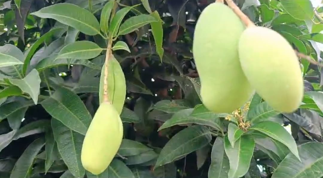 कोढ़ा के बगीचे में लदे हैं ढाई लाख के आम