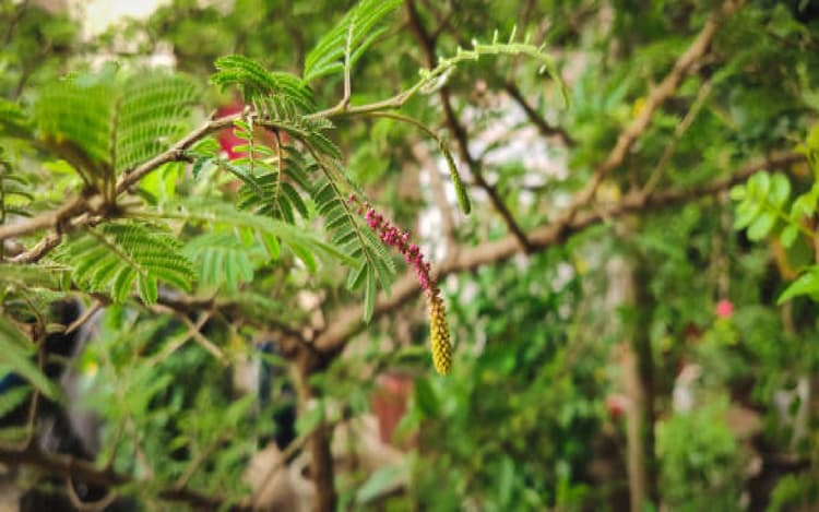 Astro Tips: शमी के पत्तों से जुड़ी महत्वपूर्ण बातें, भूलकर भी न करें ये गलती, शनिदेव होते हैं नाराज