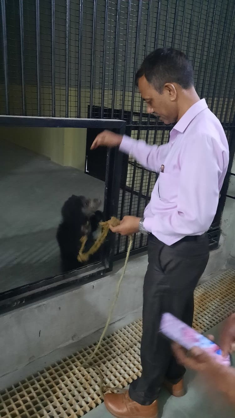 Jharkhand bear rescued : गोड्डा से रेस्क्यू कर लाये गये भालू के बच्चे को जमशेदपुर के जू में हो रहा देखभाल, कैसे हो गया 12 किलो का भालू 30 किलो का, जानें